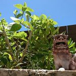 雄のシーサー。雌はどこへ？（笑）